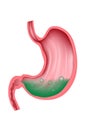 The stomach filled with gastric juice is green. Royalty Free Stock Photo